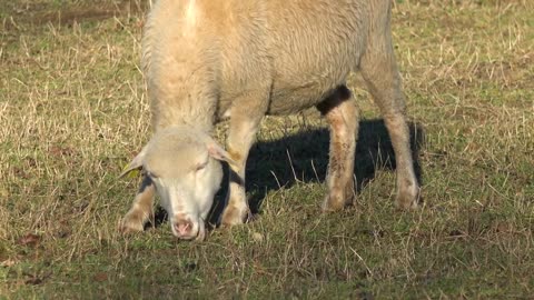 A sheep grazes at a pasture in a rural area on a sunny day - closeup