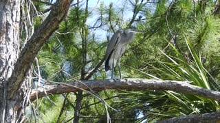 Blue Heron on a tree limb