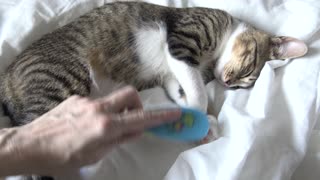 A Baby Brush for the Sweet Cat