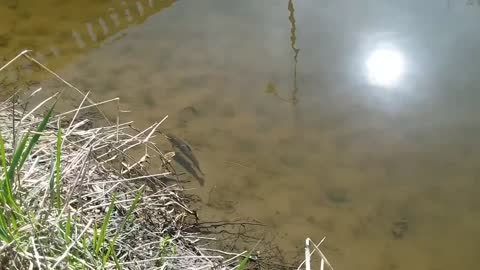 Release A Brook Trout Back to Menomonee River 小河钓鱼