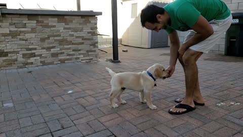 Labrador Puppy Learning and Performing
