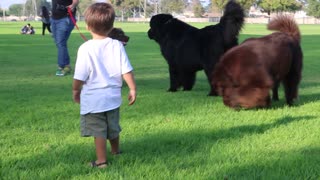 Tiny Toddler Gets Blindsided By Massive Newfoundland