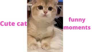 Cute funny cat funny moments