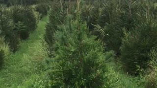 View of our trees growing on our tree farm