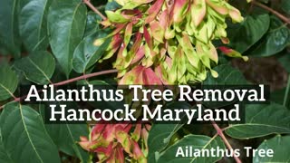 Ailanthus Tree Hancock Maryland