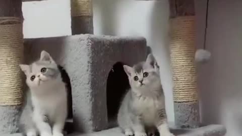 👀 Cute Little Siblings Dancing Together🐈🐈