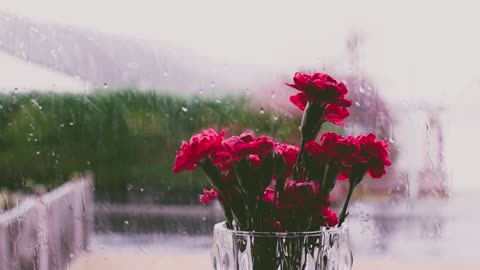 Red flowers on a vase overlooking on a rainy day