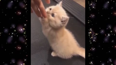 Cutest Kittens and Puppies on the Internet