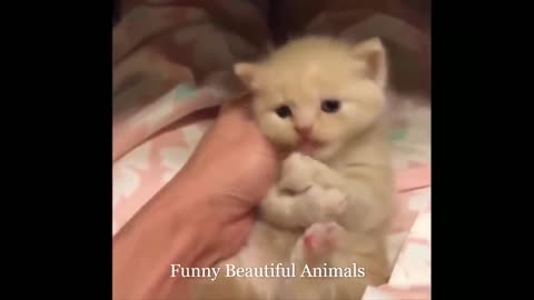 Funny Videos 😻🐶 Cats And Dogs Videos Compilation 😻🐶Funny Beautiful Animals