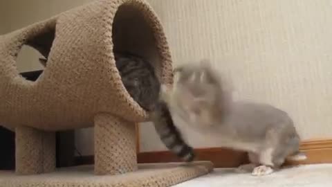 Cute Bunny Attacks Cat Tail