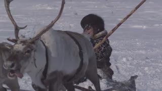 Frozen Planet: The day of the reindeer