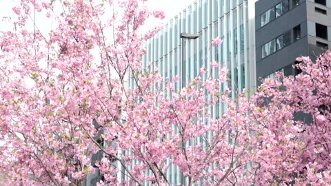 Cherry blossoms bloom in unusually warm Tokyo