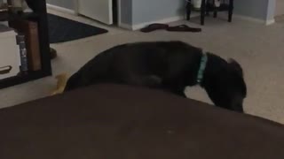 Dog falls asleep and falls from bed
