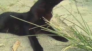 Black Cat Loves the OutDoors