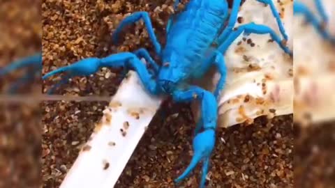 Catching Seafood🦀🐙 🦑🦐Enjoy Relaxing - MyTube22