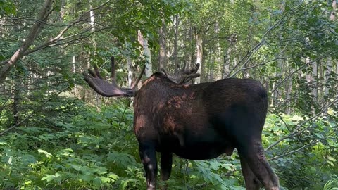 Moose Yoga In The Woods