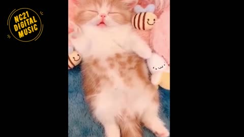 Funny Videos of Dogs, Cats, Other Animals, Kittens Playing