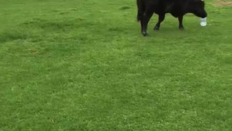 81-Year-Old Man Picks Fight With Bull