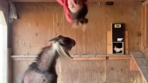 Funny animals 🐐