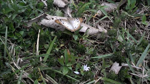 White Peacock Butterfly South Florida