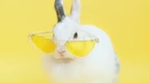 Funny rabbit music dance Really you must watch this very funny![