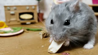 Baby Hamster hilariously tries to eat a peanut, the struggle is real