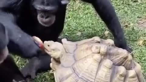 The monkey eats an apple and feeds it to a hungry big turtle.