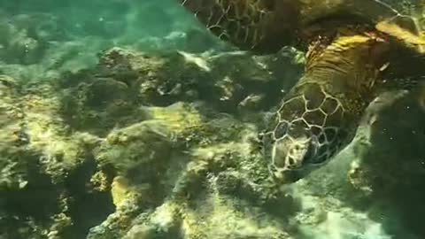 honu#seaturtle