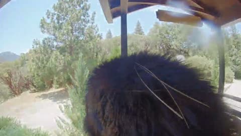 Bear Cub Rings Video Doorbell