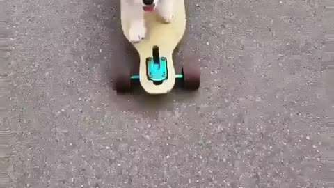 A dog who learned to skate