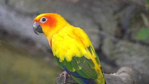 parrot bird des animaux plumage colore plume couleur jaune