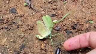 Speed or Determination? Praying Mantis vs Baby Tortoise