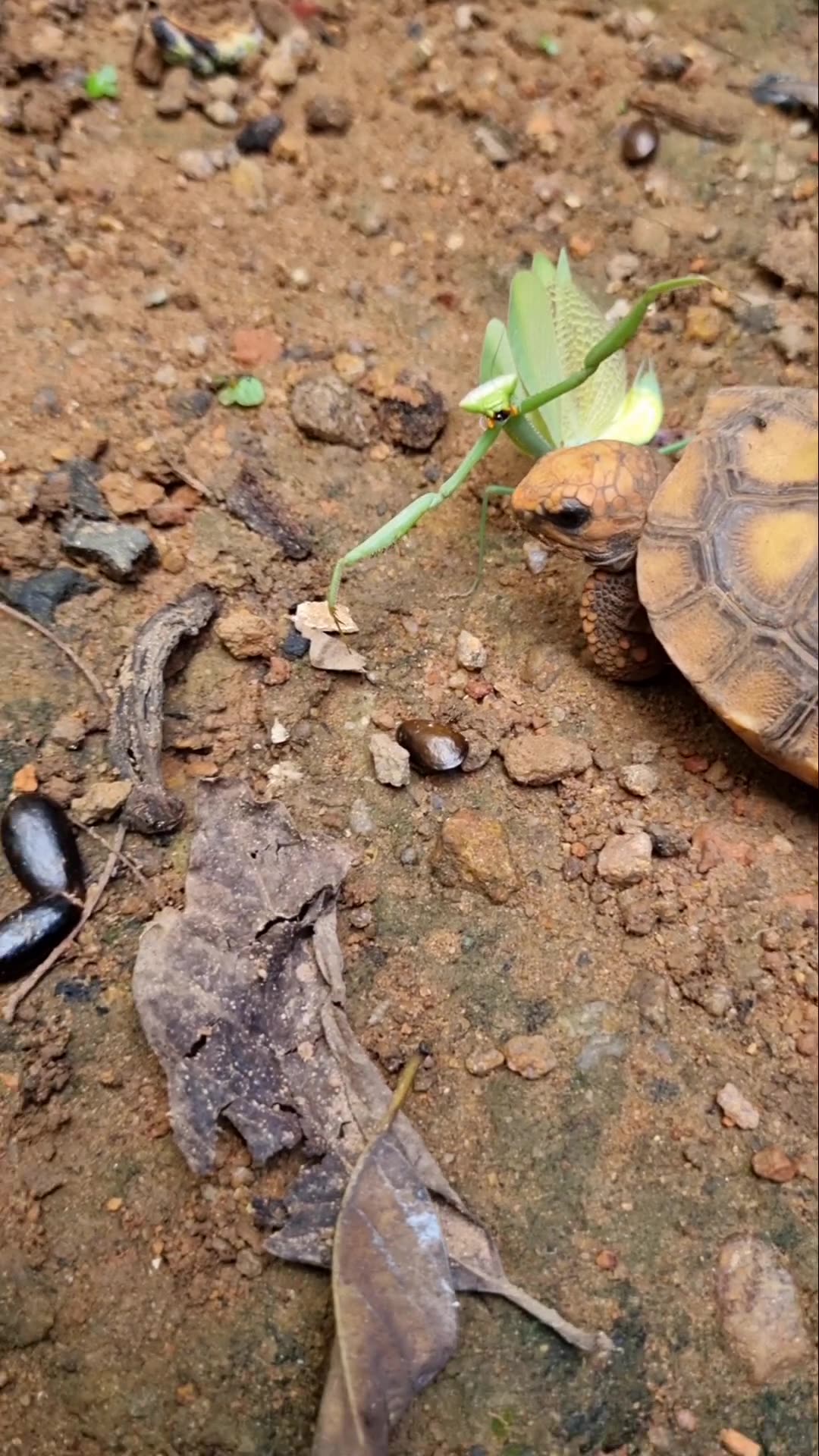 Speed or Determination? Praying Mantis vs Baby Tortoise