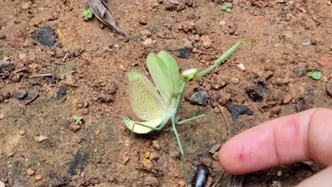 Speed or Determination? Praying Mantis vs Baby Tortoise