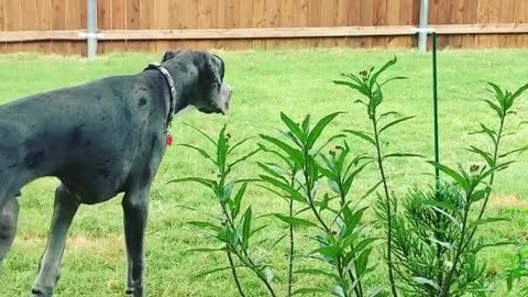 THE GREAT DANE Dog Video 182 - Great Dane Compilation - Tallest Dog in The World