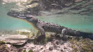 Daring diver was SNAPPED swimming with majestic crocodiles