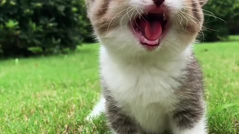 Cutest Cats Ever! Cute Funny Playful Beautiful Kitty Cats (Part 10) | #shorts #cats