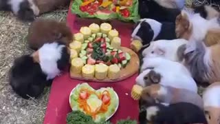 Guinea pigs are highly social critters