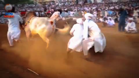 Bull race in pakistan Race of bulls 💯