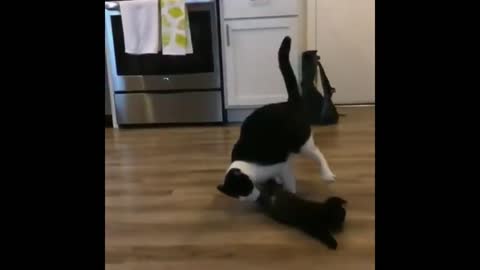 Cat spears other cat wwe style:))