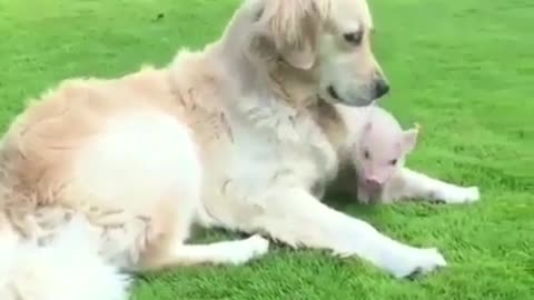 Mother dog and baby pig