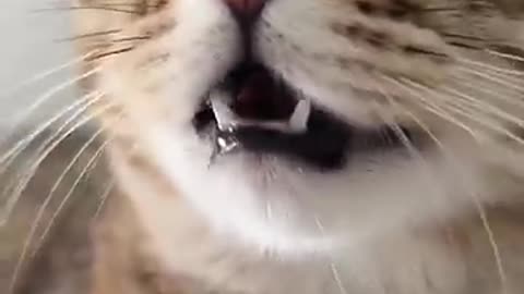Kitten meowing to attract cats.....