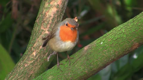 A cute bird called Robin standing on a tree