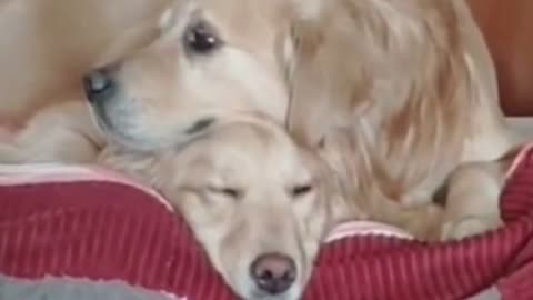 Very Love!! Golden Retriever Parents Watching Over Their Newborn Puppies. 🌻✨