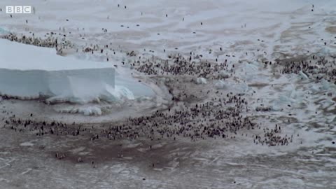 Penguins Huddle To Keep Their Eggs Warm | Natural World: Penguins Of The Antarctic | BBC Earth