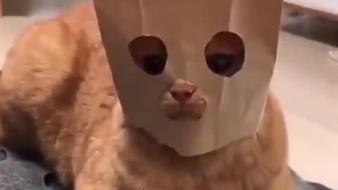 Funny cat