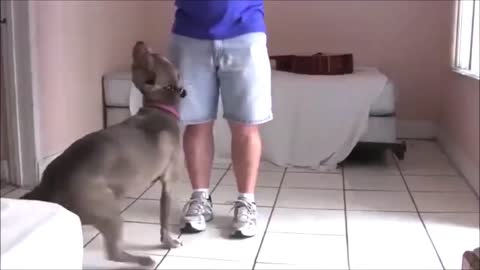 dog training - short videos ( 720 X 1280 )