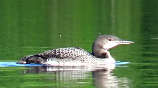 Loon