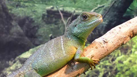 Dragão De Água Lagarto Chinês Physignathus