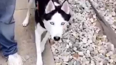 White black dog runs at camera